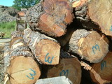 Pine Logs for Custom Milling