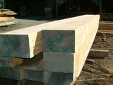 Macrocarpa Beams