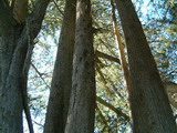 Macrocarpa Trunk