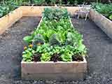 Established garden beds