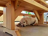 Our tables also provide shade!